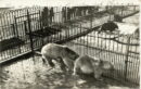 Lincoln park zoo bear cages rppc