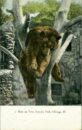 Lincoln park zoo bear in tree