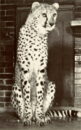 Lincoln park zoo cheetah