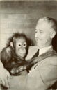 Lincoln park zoo orangutan tanga marlin perkins