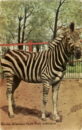 Lincoln park zoo zebra vert