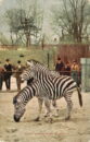 Lp zoo zebra