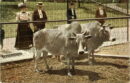 Lp zoo zebu cattle