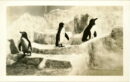 Shedd aquarium penguins
