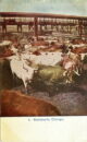Stock yards big horn cows