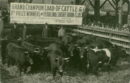 Stock yards champion load of cattle