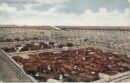 Stockyards cows