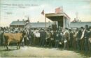 Union stock yards cattle auction