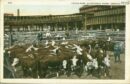 Union stock yards cattle pens