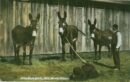 Union stock yards mules