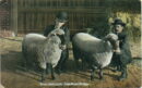Union stock yards prize sheep